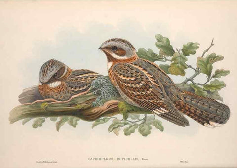 Reproducción/Reproduction 48914724631: The birds of Great Britain. London :Printed by Taylor and Francis, published by the author,1873.. 