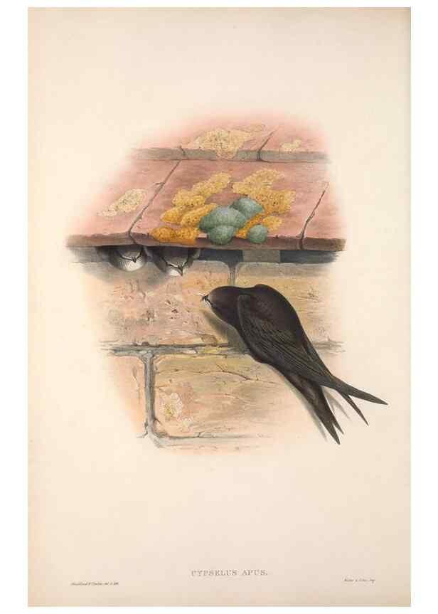 Reproducción/Reproduction 48914725106: The birds of Great Britain. London :Printed by Taylor and Francis, published by the author,1873.. 