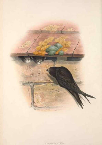 Reproducción/Reproduction 48914725106: The birds of Great Britain. London :Printed by Taylor and Francis, published by the author,1873.. 