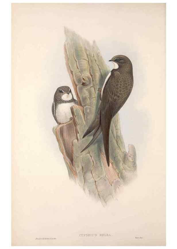 Reproducción/Reproduction 48914725496: The birds of Great Britain. London :Printed by Taylor and Francis, published by the author,1873.. 