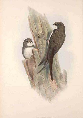 Reproducción/Reproduction 48914725496: The birds of Great Britain. London :Printed by Taylor and Francis, published by the author,1873.. 