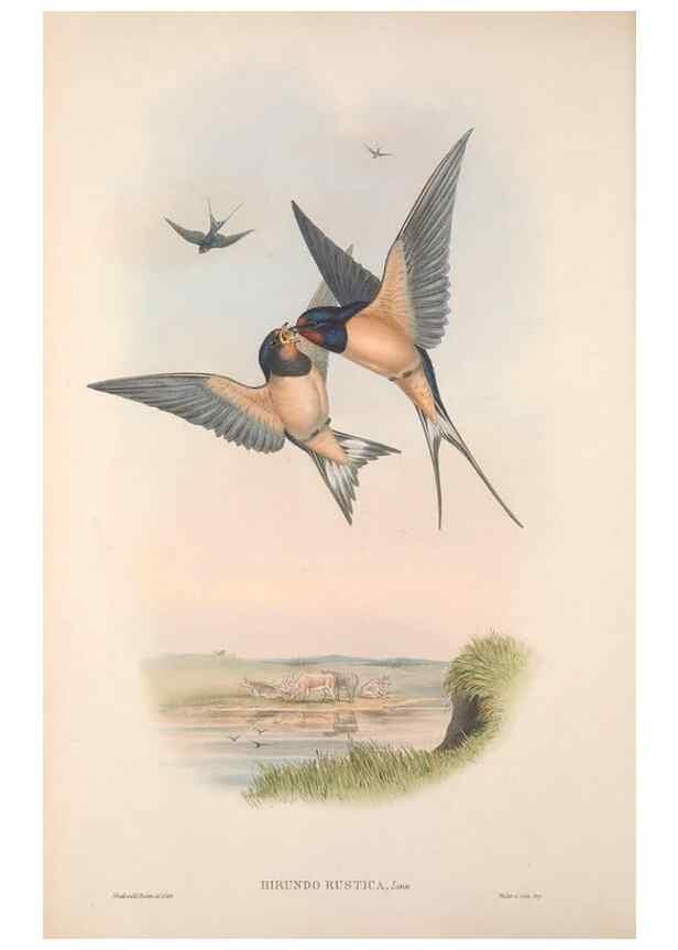 Reproducción/Reproduction 48914931712: The birds of Great Britain. London :Printed by Taylor and Francis, published by the author,1873.. 