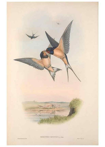 Reproducción/Reproduction 48914931712: The birds of Great Britain. London :Printed by Taylor and Francis, published by the author,1873.. 