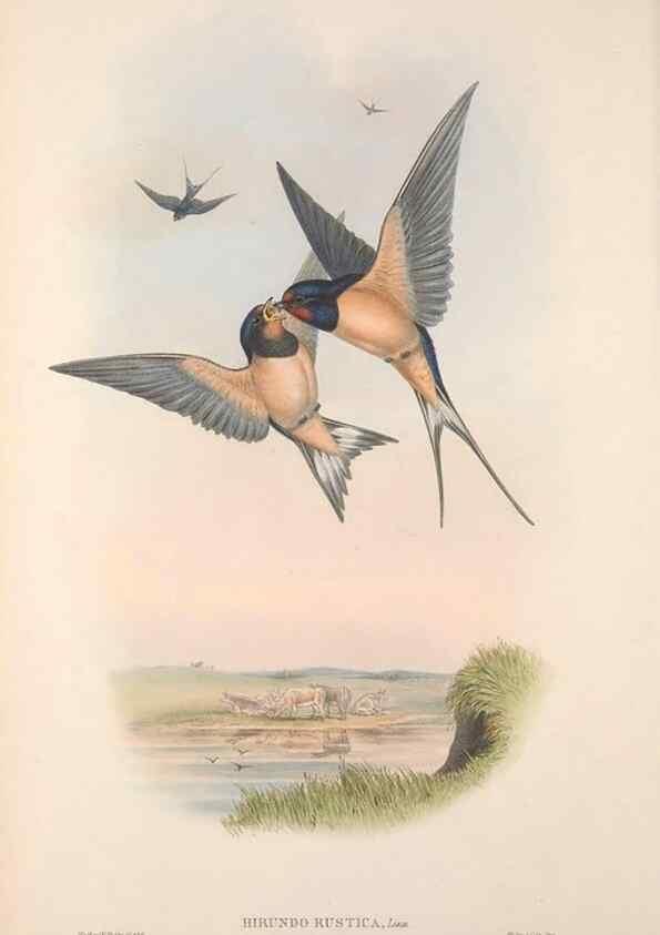 Reproducción/Reproduction 48914931712: The birds of Great Britain. London :Printed by Taylor and Francis, published by the author,1873.. 