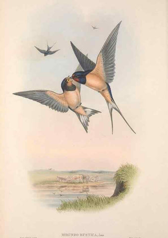 Reproducción/Reproduction 48914931712: The birds of Great Britain. London :Printed by Taylor and Francis, published by the author,1873.. 