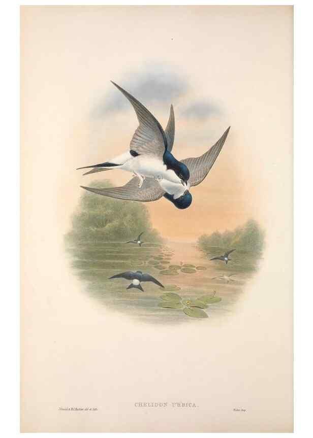 Reproducción/Reproduction 48914197538: The birds of Great Britain. London :Printed by Taylor and Francis, published by the author,1873.. 
