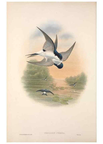 Reproducción/Reproduction 48914197538: The birds of Great Britain. London :Printed by Taylor and Francis, published by the author,1873.. 