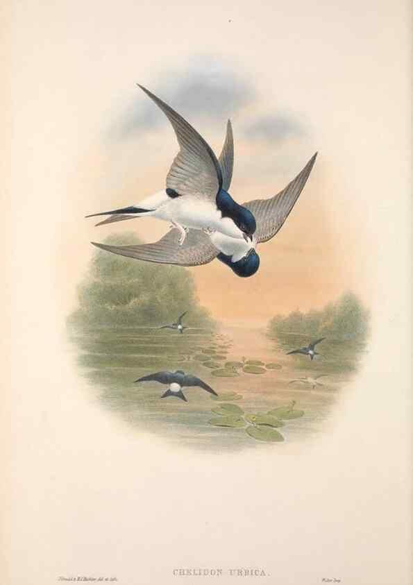Reproducción/Reproduction 48914197538: The birds of Great Britain. London :Printed by Taylor and Francis, published by the author,1873.. 