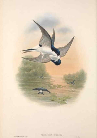 Reproducción/Reproduction 48914197538: The birds of Great Britain. London :Printed by Taylor and Francis, published by the author,1873.. 