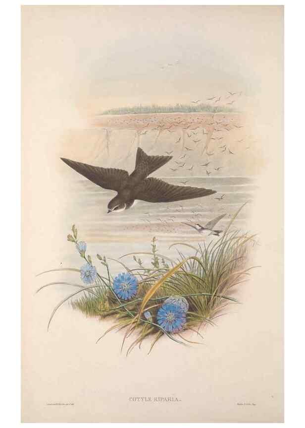 Reproducción/Reproduction 48914726406: The birds of Great Britain. London :Printed by Taylor and Francis, published by the author,1873.. 