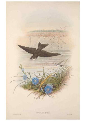 Reproducción/Reproduction 48914726406: The birds of Great Britain. London :Printed by Taylor and Francis, published by the author,1873.. 