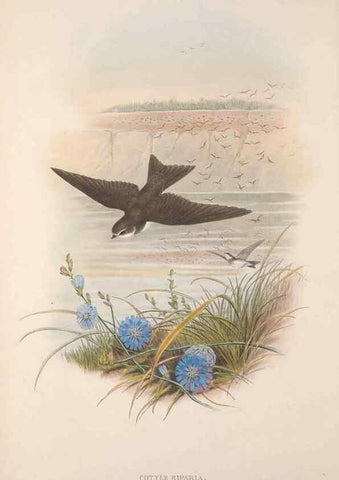 Reproducción/Reproduction 48914726406: The birds of Great Britain. London :Printed by Taylor and Francis, published by the author,1873.. 