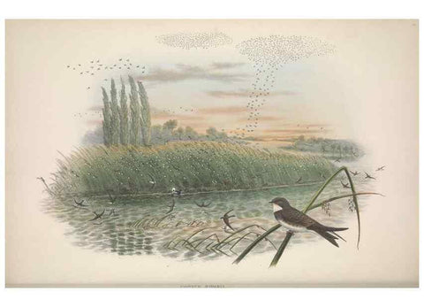 Reproducción/Reproduction 48914932807: The birds of Great Britain. London :Printed by Taylor and Francis, published by the author,1873.. 