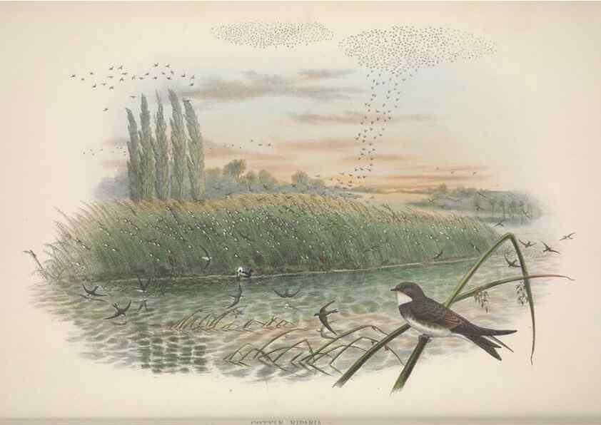 Reproducción/Reproduction 48914932807: The birds of Great Britain. London :Printed by Taylor and Francis, published by the author,1873.. 