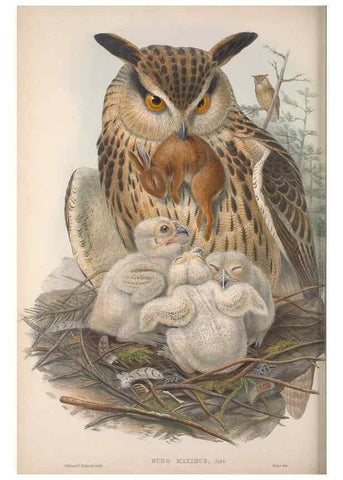 Reproducción/Reproduction 48914864067: The birds of Great Britain. London :Printed by Taylor and Francis, published by the author,1873.. 
