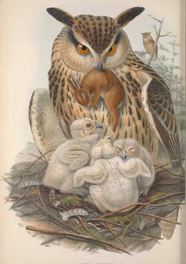 Reproducción/Reproduction 48914864067: The birds of Great Britain. London :Printed by Taylor and Francis, published by the author,1873.. 