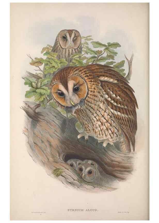 Reproducción/Reproduction 48914863687: The birds of Great Britain. London :Printed by Taylor and Francis, published by the author,1873.. 