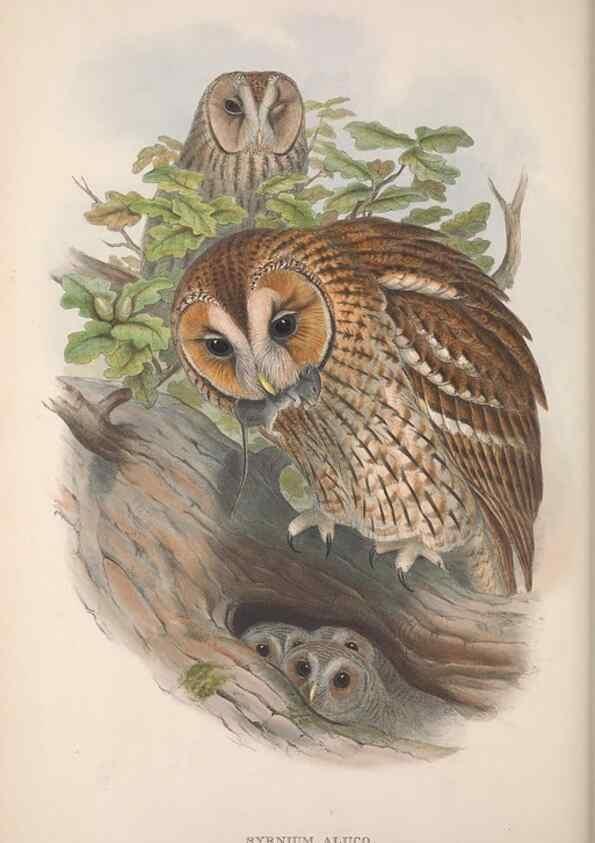 Reproducción/Reproduction 48914863687: The birds of Great Britain. London :Printed by Taylor and Francis, published by the author,1873.. 