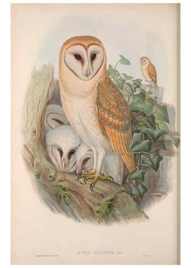 Reproducción/Reproduction 48914863327: The birds of Great Britain. London :Printed by Taylor and Francis, published by the author,1873.. 