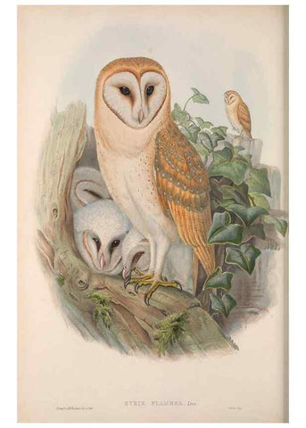 Reproducción/Reproduction 48914863327: The birds of Great Britain. London :Printed by Taylor and Francis, published by the author,1873.. 
