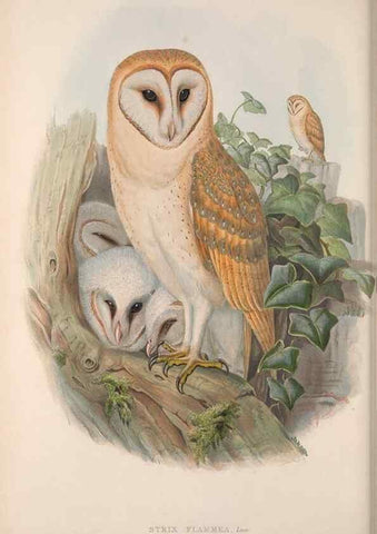 Reproducción/Reproduction 48914863327: The birds of Great Britain. London :Printed by Taylor and Francis, published by the author,1873.. 