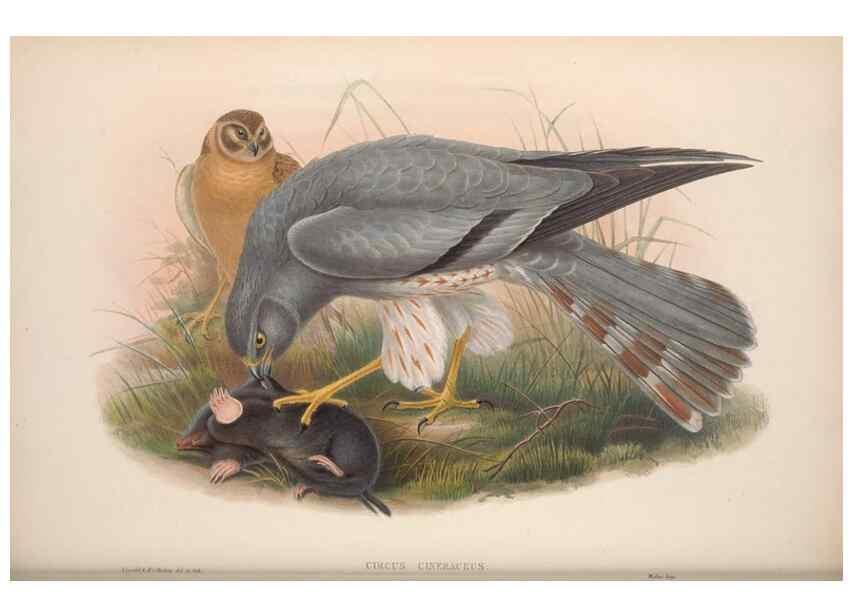Reproducción/Reproduction 48914128453: The birds of Great Britain. London :Printed by Taylor and Francis, published by the author,1873.. 