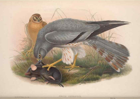 Reproducción/Reproduction 48914128453: The birds of Great Britain. London :Printed by Taylor and Francis, published by the author,1873.. 