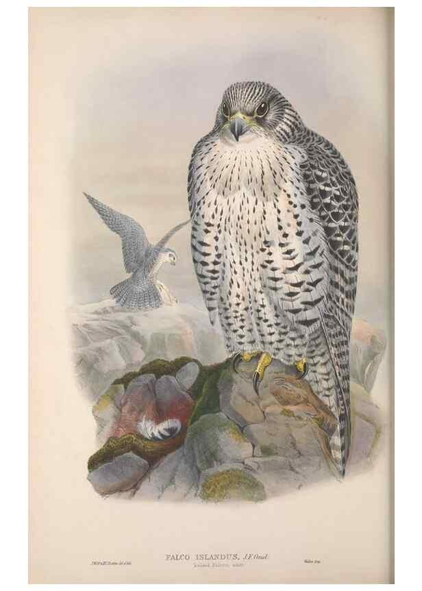 Reproducción/Reproduction 48914122113: The birds of Great Britain. London :Printed by Taylor and Francis, published by the author,1873.. 
