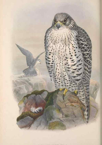 Reproducción/Reproduction 48914122113: The birds of Great Britain. London :Printed by Taylor and Francis, published by the author,1873.. 