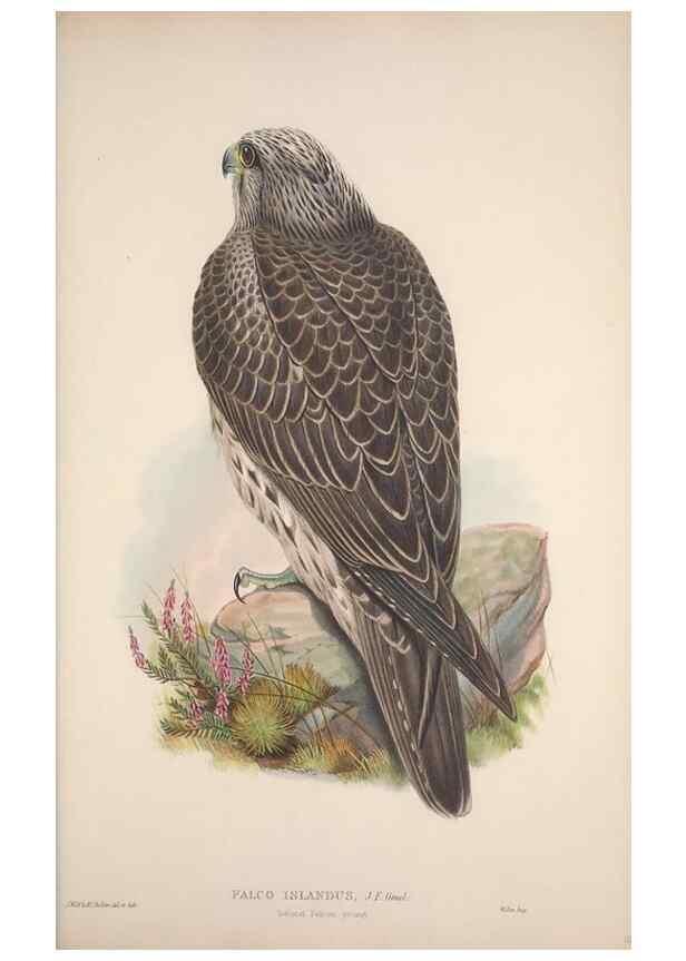 Reproducción/Reproduction 48914122483: The birds of Great Britain. London :Printed by Taylor and Francis, published by the author,1873.. 