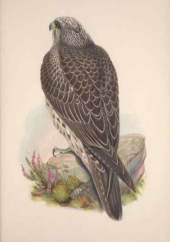 Reproducción/Reproduction 48914122483: The birds of Great Britain. London :Printed by Taylor and Francis, published by the author,1873.. 