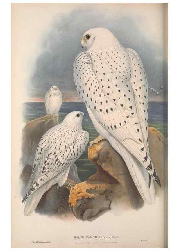 Reproducción/Reproduction 48914650621: The birds of Great Britain. London :Printed by Taylor and Francis, published by the author,1873.. 