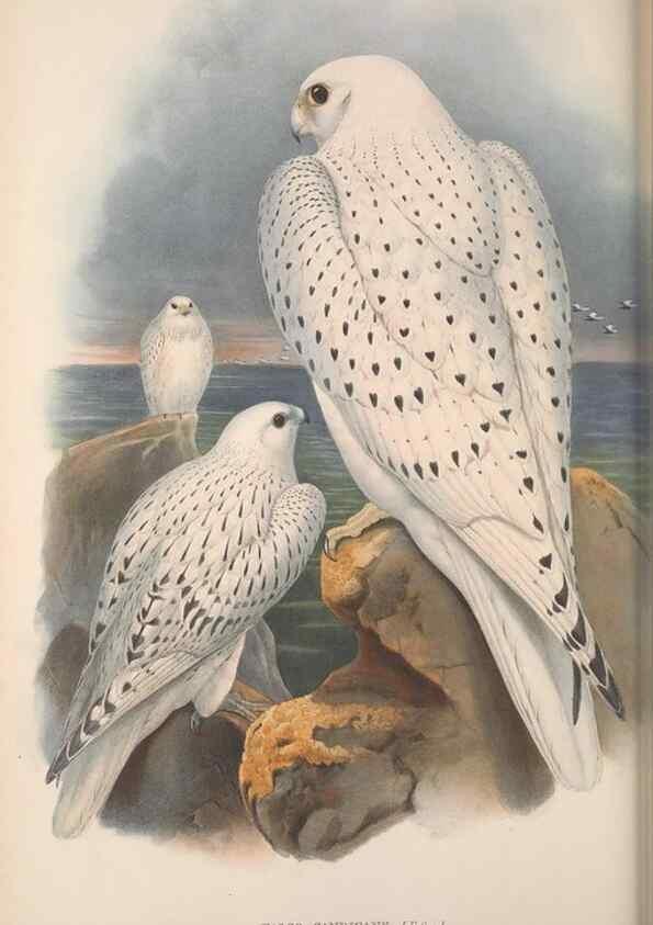 Reproducción/Reproduction 48914650621: The birds of Great Britain. London :Printed by Taylor and Francis, published by the author,1873.. 