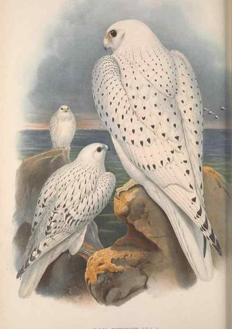 Reproducción/Reproduction 48914650621: The birds of Great Britain. London :Printed by Taylor and Francis, published by the author,1873.. 