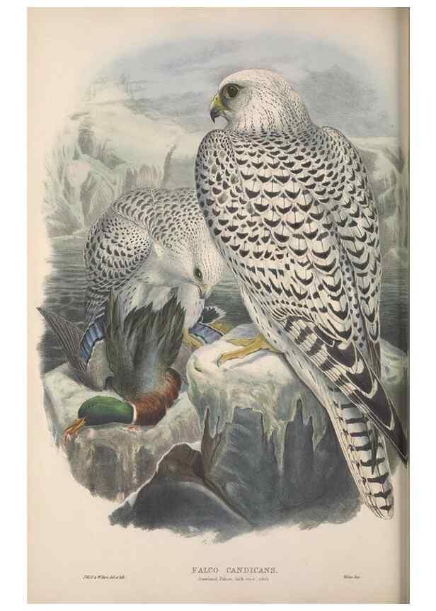 Reproducción/Reproduction 48914123383: The birds of Great Britain. London :Printed by Taylor and Francis, published by the author,1873.. 