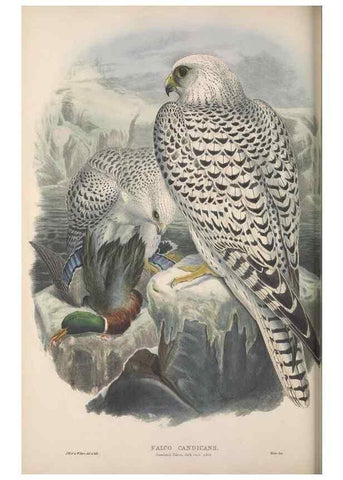 Reproducción/Reproduction 48914123383: The birds of Great Britain. London :Printed by Taylor and Francis, published by the author,1873.. 