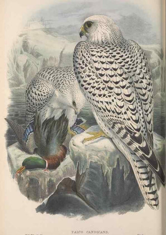 Reproducción/Reproduction 48914123383: The birds of Great Britain. London :Printed by Taylor and Francis, published by the author,1873.. 