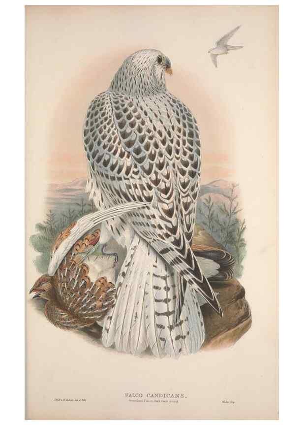Reproducción/Reproduction 48914858022: The birds of Great Britain. London :Printed by Taylor and Francis, published by the author,1873.. 