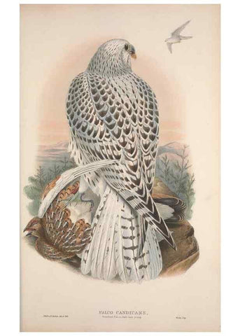 Reproducción/Reproduction 48914858022: The birds of Great Britain. London :Printed by Taylor and Francis, published by the author,1873.. 