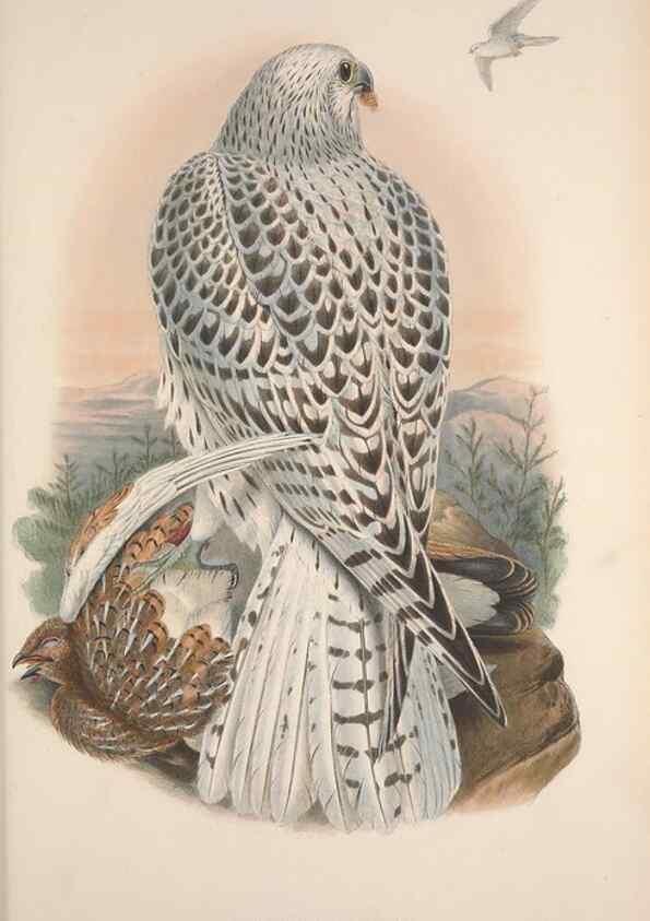 Reproducción/Reproduction 48914858022: The birds of Great Britain. London :Printed by Taylor and Francis, published by the author,1873.. 