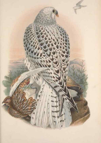 Reproducción/Reproduction 48914858022: The birds of Great Britain. London :Printed by Taylor and Francis, published by the author,1873.. 
