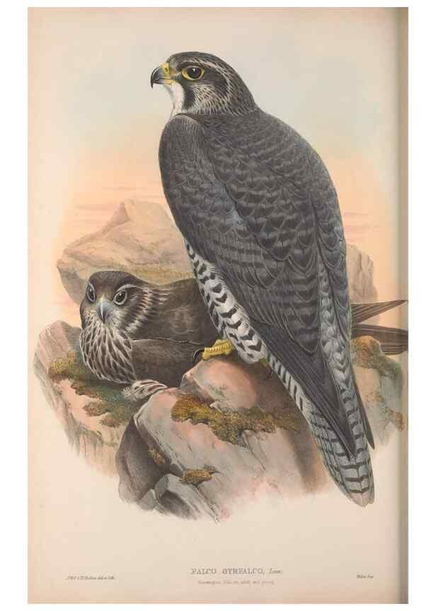 Reproducción/Reproduction 48914652086: The birds of Great Britain. London :Printed by Taylor and Francis, published by the author,1873.. 
