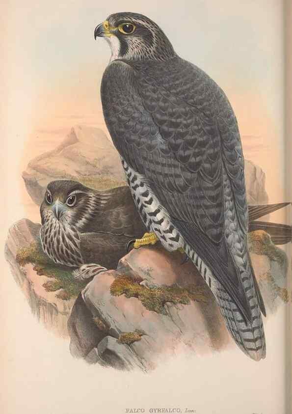 Reproducción/Reproduction 48914652086: The birds of Great Britain. London :Printed by Taylor and Francis, published by the author,1873.. 