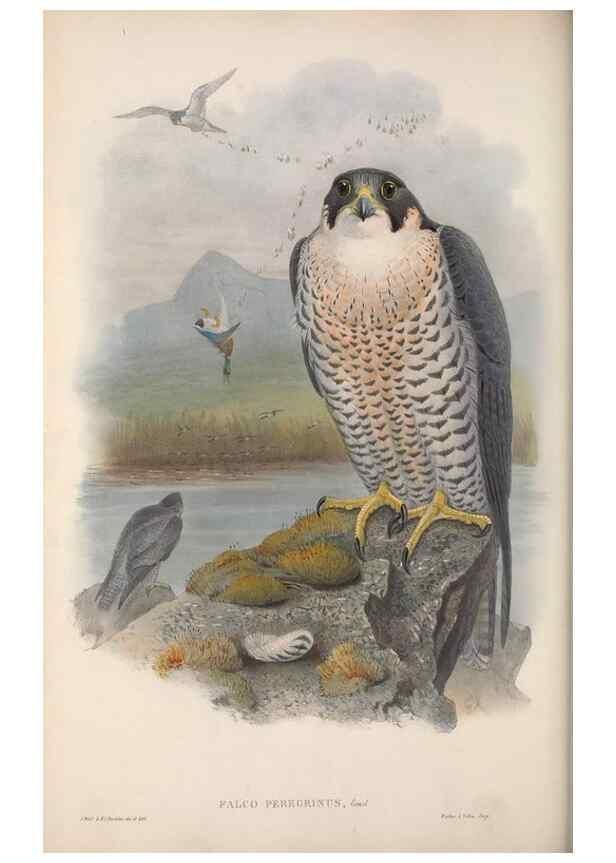 Reproducción/Reproduction 48914124503: The birds of Great Britain. London :Printed by Taylor and Francis, published by the author,1873.. 