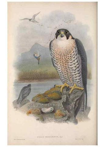 Reproducción/Reproduction 48914124503: The birds of Great Britain. London :Printed by Taylor and Francis, published by the author,1873.. 