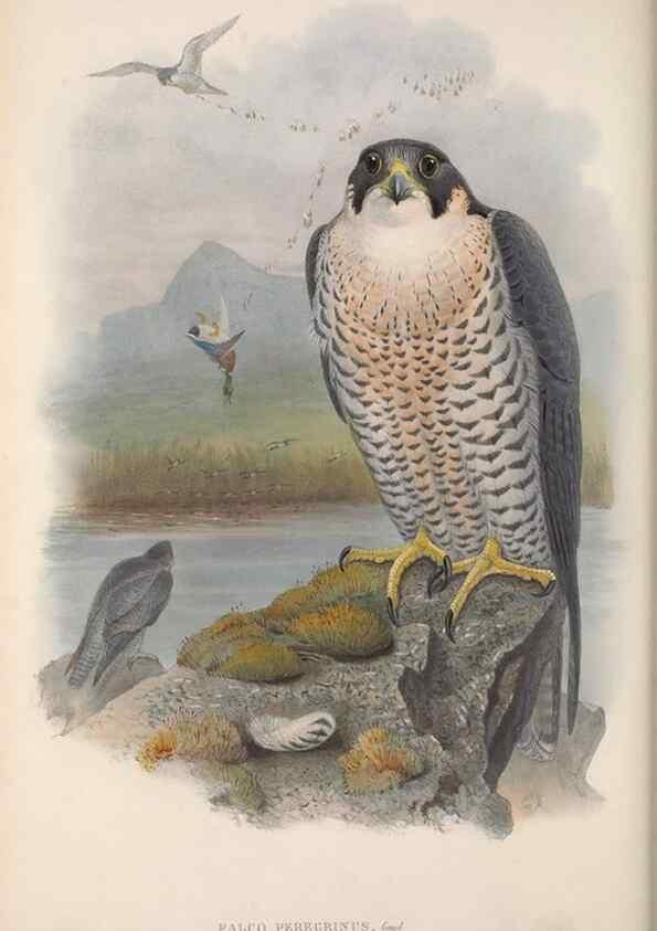 Reproducción/Reproduction 48914124503: The birds of Great Britain. London :Printed by Taylor and Francis, published by the author,1873.. 