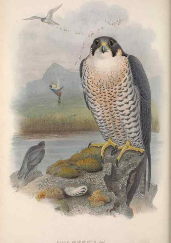 Reproducción/Reproduction 48914124503: The birds of Great Britain. London :Printed by Taylor and Francis, published by the author,1873.. 