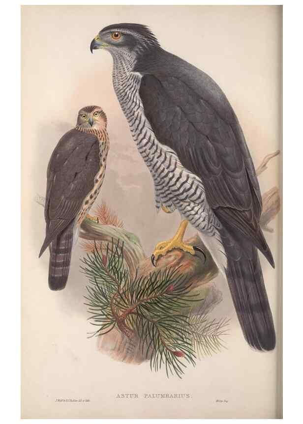 Reproducción/Reproduction 48914121333: The birds of Great Britain. London :Printed by Taylor and Francis, published by the author,1873.. 