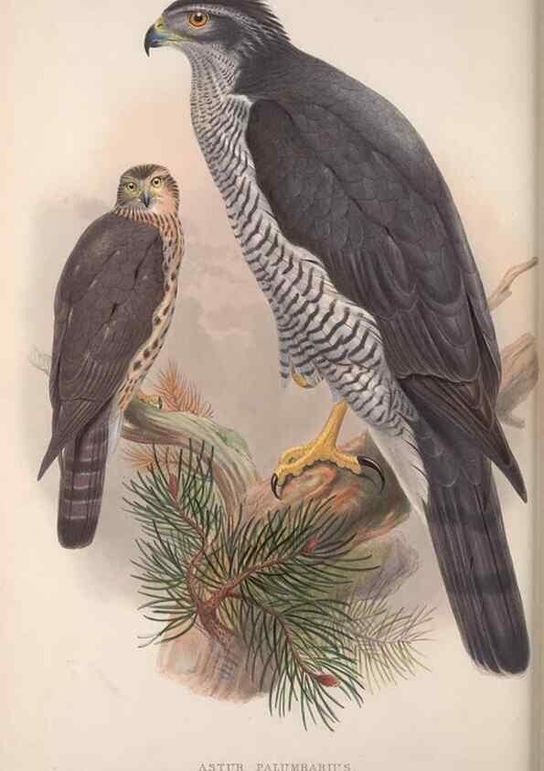 Reproducción/Reproduction 48914121333: The birds of Great Britain. London :Printed by Taylor and Francis, published by the author,1873.. 