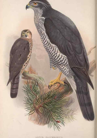 Reproducción/Reproduction 48914121333: The birds of Great Britain. London :Printed by Taylor and Francis, published by the author,1873.. 